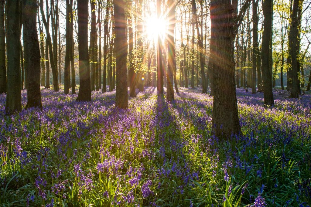 Ancient Woodland Walks: Discovering Britain's Enchanted Forests