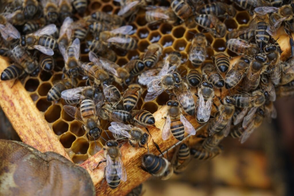 Top 10 Rural UK Bee Farms for Honey Tasting Tours: Exploring the Sweet Side of the Countryside